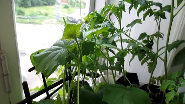 БЫСТРАЯ РАССАДА. КАК БЫСТРО ПОЛУЧИТЬ РАССАДУ, ЕСЛИ ВЕРНУЛИСЬ ЗАМОРОЗКИ? смотреть онлайн