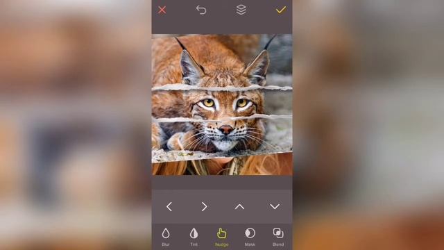 Фотошоп лицо животного. Без фотошопа смотреть онлайн