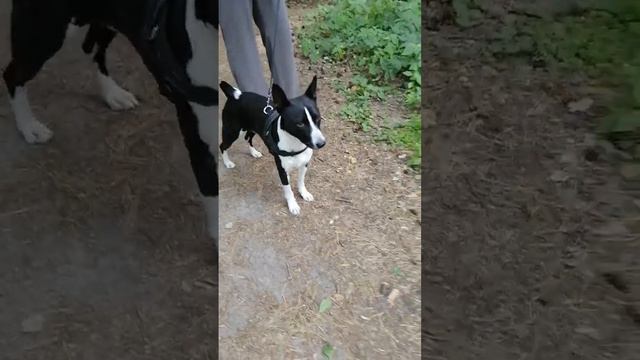 Basenji (Басенджи) смотреть онлайн