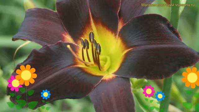 Лилейник гибридный Найт Вингс. Краткий обзор, описание характеристик hemerocallis Night Wings смотреть онлайн