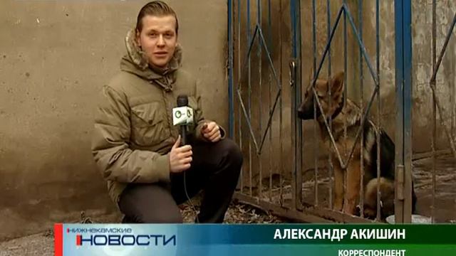 Собаки с чипами смотреть онлайн