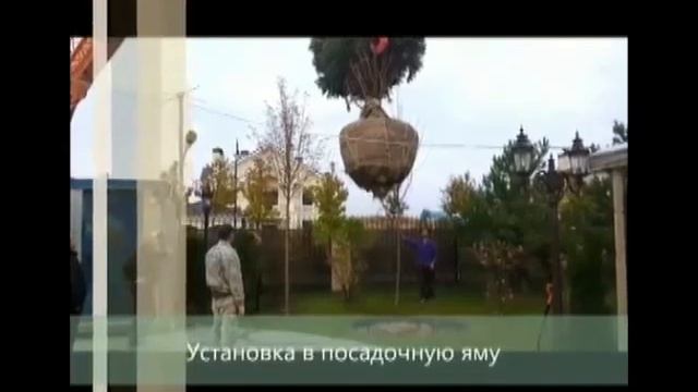 Посадка крупномера ели 5,5м смотреть онлайн