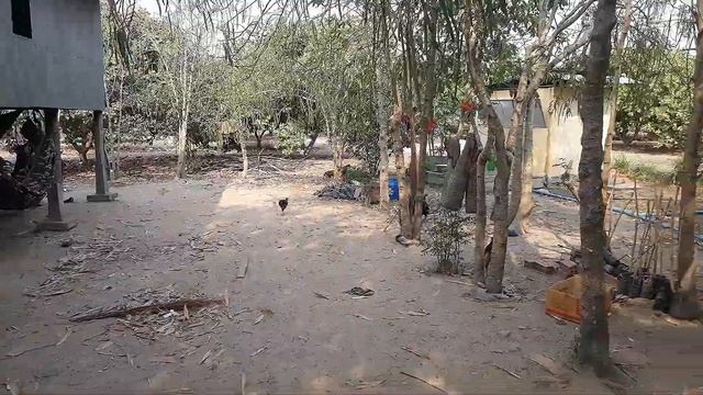 Кешью - как его выращивают. Бизнес в Камбодже. смотреть онлайн