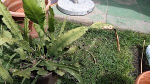 Лесные кактусы.Обрезка эпифиллума перед зимой.Пересадка.Правильный уход.