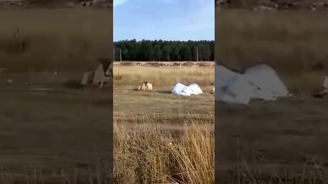 "Невидимая" свалка в Павловске смотреть онлайн