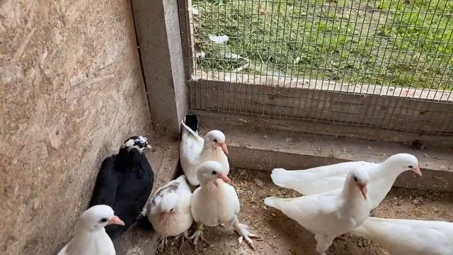 30 голубят ушло в Точку! Продам Суперовых отборных Пискунов смотреть онлайн