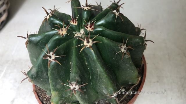 How To Grow & Care For Ferocactus Brevispinus смотреть онлайн