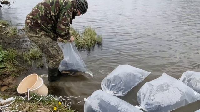 Зарыбление дикого пруда в Подмосковье смотреть онлайн