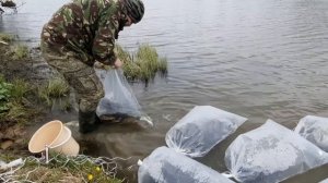 Зарыбление дикого пруда в Подмосковье
