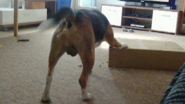 Бигль Чарли получил посылку. смотреть онлайн