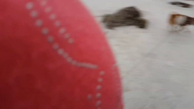 Джек Рассел 🐕 не боится холодной воды и горки 👍🤣 смотреть онлайн