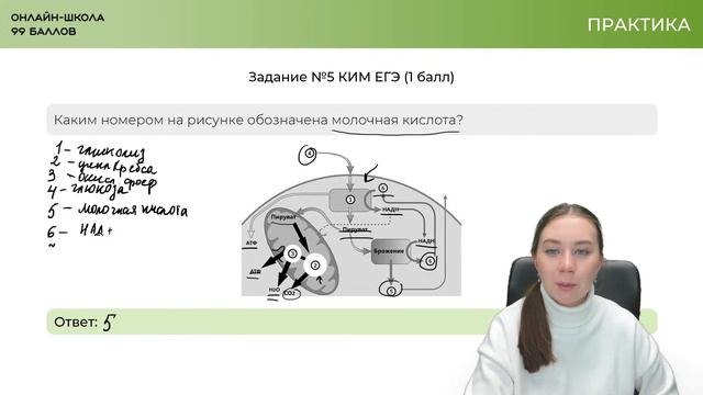Разбор картинок. Часть 2 | МАРАФОН | БИОЛОГИЯ смотреть онлайн