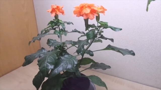 Кроссандра. Обзор, уход, полив, пересадка.