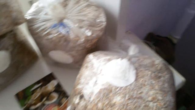 Мицелий на палочках. Вешенка из семян в домашних условиях (вып.5) смотреть онлайн