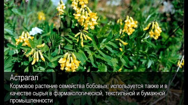 Астрагал. Толковый Видеословарь русского языка смотреть онлайн