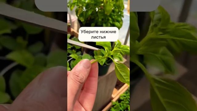 Выращиваем витамины дома ? #сад #горшок #огород #дача #базилик #витамины смотреть онлайн