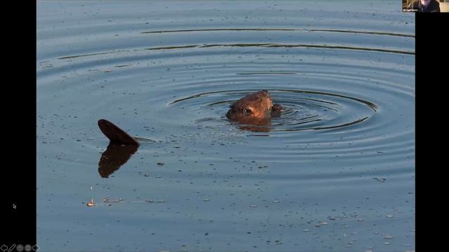 In the Wet Lane: A Natural History of the Inhabitants of Waterways смотреть онлайн