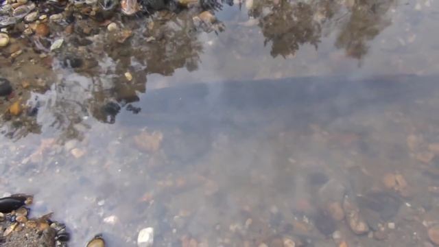 Щука людоед - рЫбалка Опасной +Эксрыболов смотреть онлайн