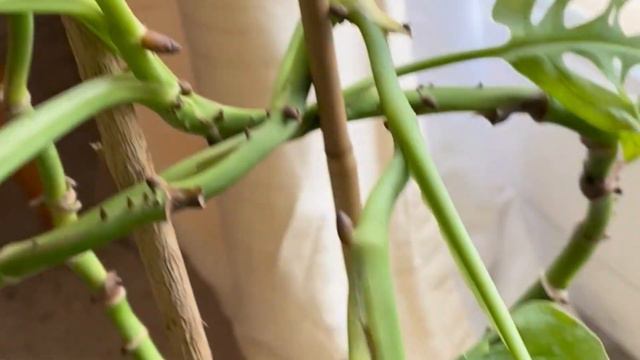 Ma Monstera Adansonii смотреть онлайн