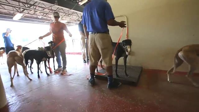 Florida Greyhound Racing смотреть онлайн