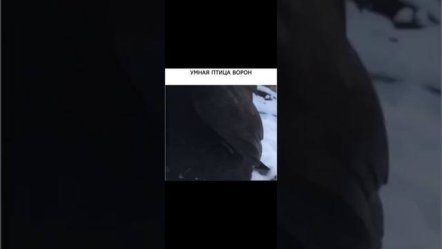 умная птица -- ворон смотреть онлайн