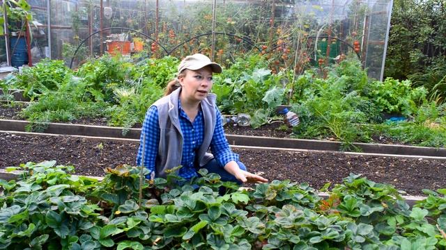 Уход за клубникой после сбора урожая. Обрезка, подкормка после плодоношения. Ремонтантная клубника. смотреть онлайн