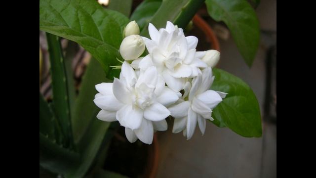Flowers Name English to Bengali | ফুলের নাম ইংরেজী ও বাংলায় смотреть онлайн