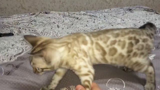 Бенгальский котенок
