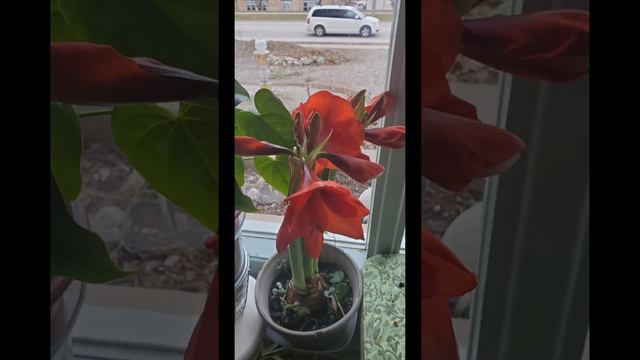 Gigantic Amaryllis in bloom! смотреть онлайн