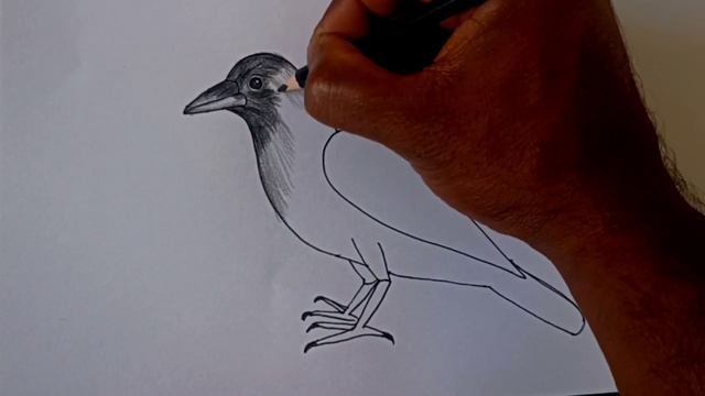 How to draw crow drawing easy step for beginners смотреть онлайн