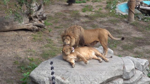 Сэм и Найтирия. Свидание на камне. 17.09.2021 смотреть онлайн