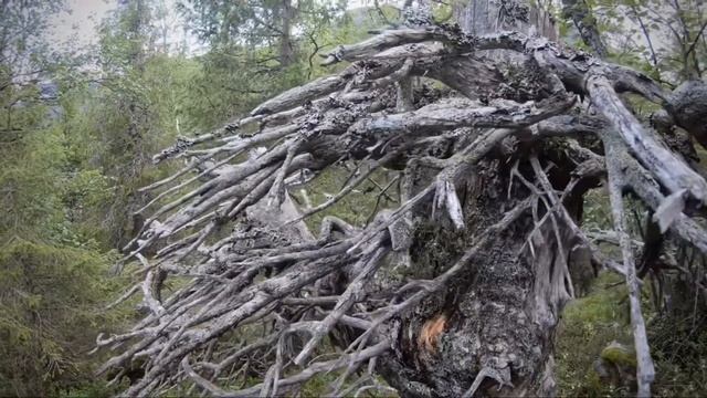 Вот так надо гнать медведя с пути) Поход на Сейдозеро! смотреть онлайн