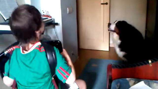 Собака поет (singer dog) смотреть онлайн