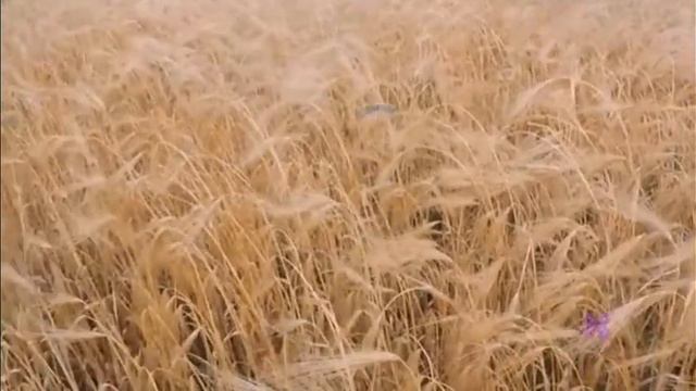Хай буде гречка!  Let It Be Buckwheat!