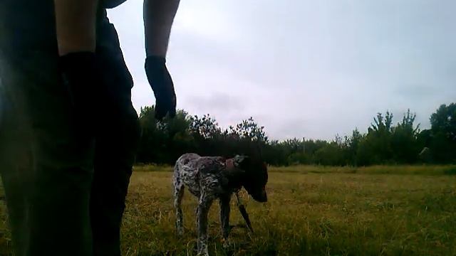 укладка из свободного состояния + выдержка (щенок курцхаара 4 мес) смотреть онлайн