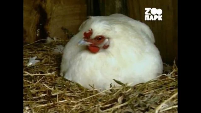 как казаки мушкетёров помогали музыка смотреть онлайн