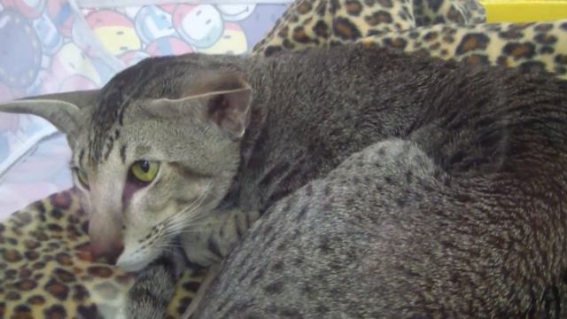 Ориентальная короткошерстная. Oriental Shorthair.