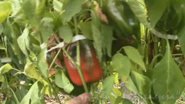 Обзор перед окончанием сезона О ПЕРЦАХ смотреть онлайн