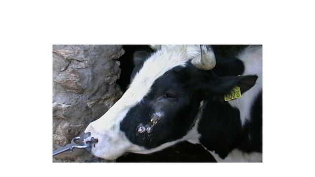 Treatment of Actinomycosis in bovine смотреть онлайн