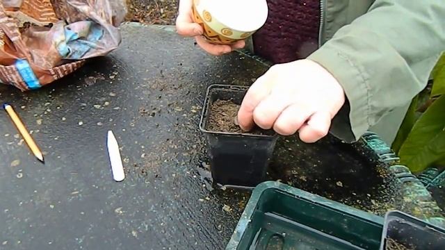 Germinating Cold Seeds - stratification for erythronium & melanoselinum смотреть онлайн