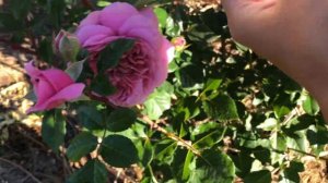 Роза Робэ а ля франциаз