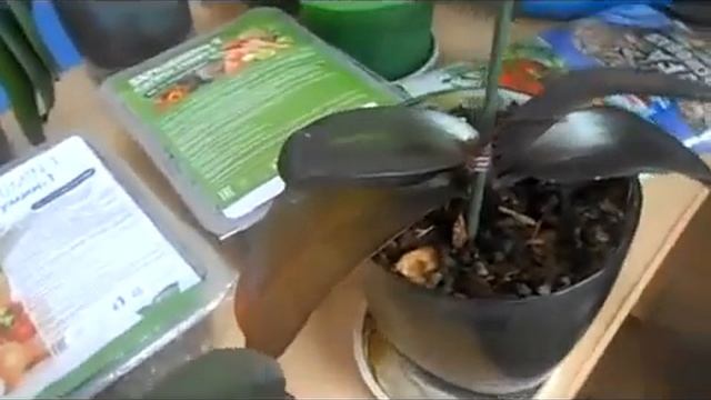 Удобрение вернуло к жизни мои орхидеи! (отзыв) Натуральное удобрение "Сапрогумин" работает! смотреть онлайн