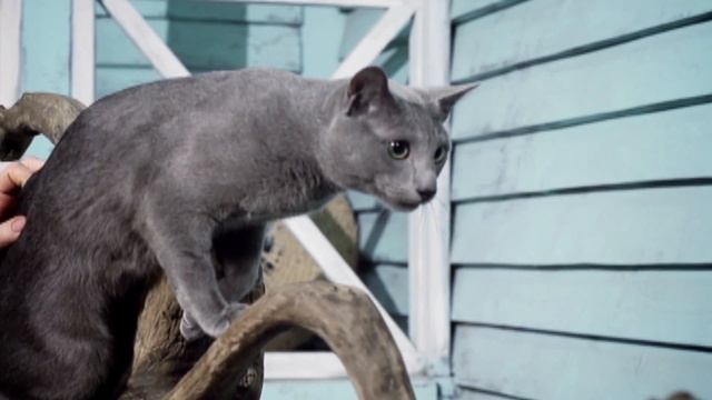 «Планета кошек», русская голубая смотреть онлайн