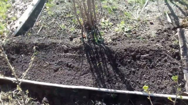 сажаю весной озимый чеснок смотреть онлайн