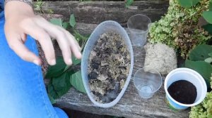 Гортензия ! Размножение во мхе-сфагнуме !