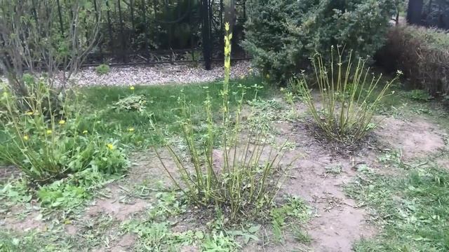 Радикальное омоложение дёрена и последующая обрезка смотреть онлайн
