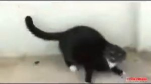 Бешеные коты