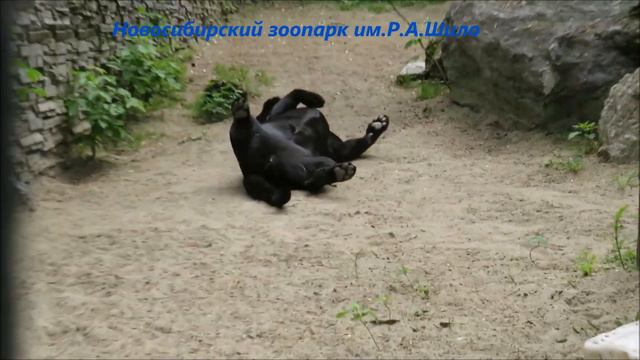 Ягуар Белла греется на солнышке, а Порги ходит 30.05.2021 смотреть онлайн