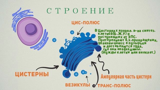 Цитология.Комплекс Гольджи.mp4