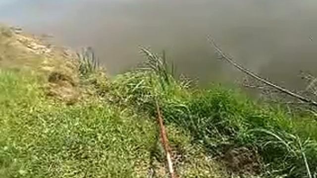 карп. ловля на вареную картошку. смотреть онлайн